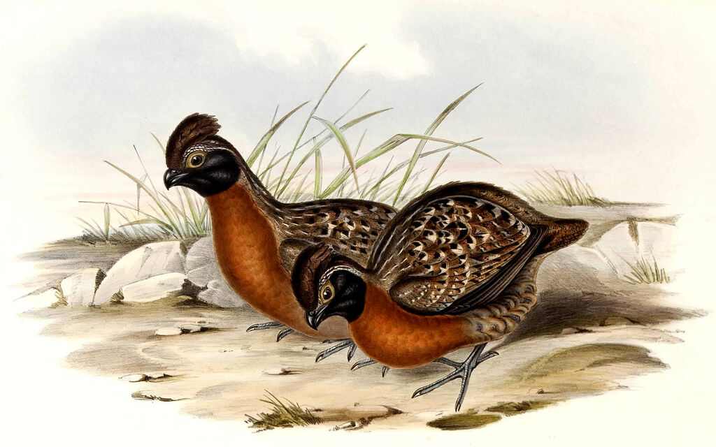 Rufous-breasted Wood Quail