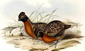 Rufous-breasted Wood Quail