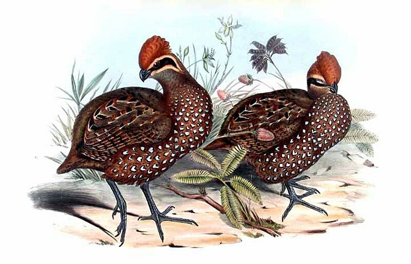 Stripe-faced Wood Quail