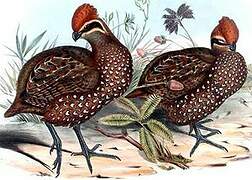 Stripe-faced Wood Quail