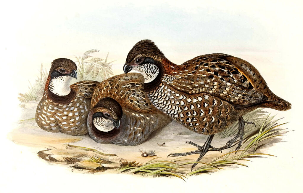 Venezuelan Wood Quail