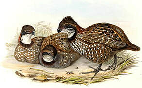 Venezuelan Wood Quail