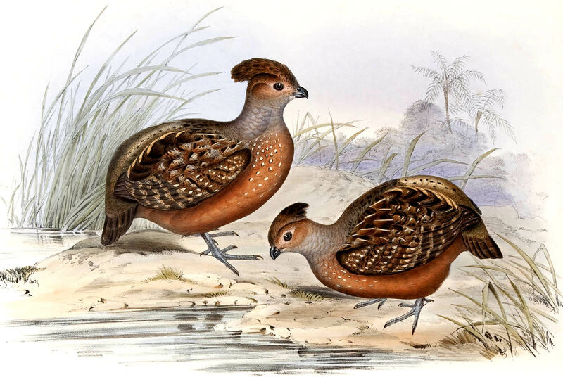 Starred Wood Quail