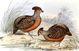 Starred Wood Quail