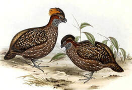 Spotted Wood Quail