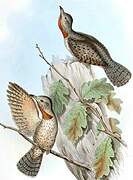 Red-throated Wryneck