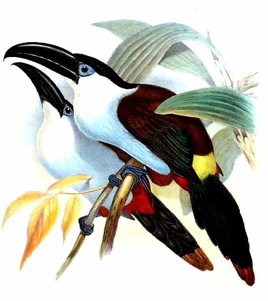 Black-billed Mountain Toucan