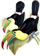 Keel-billed Toucan