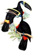 Channel-billed Toucan (culminatus)