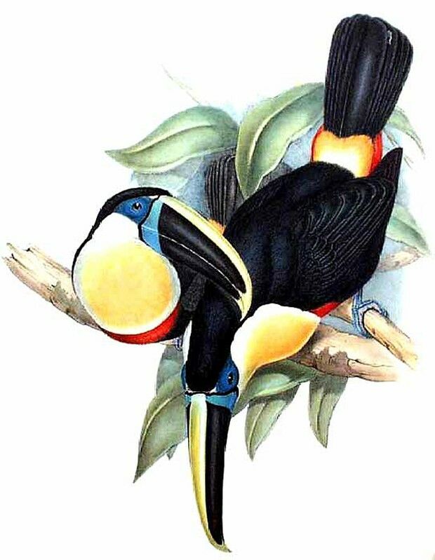 Toucan à culmen jaune