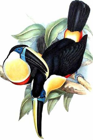 Toucan à culmen jaune