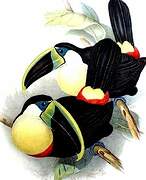 Citron-throated Toucan