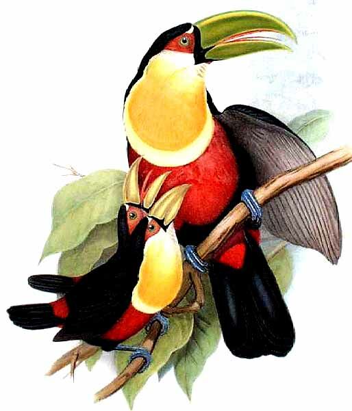 Green-billed Toucan