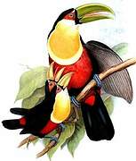 Red-breasted Toucan