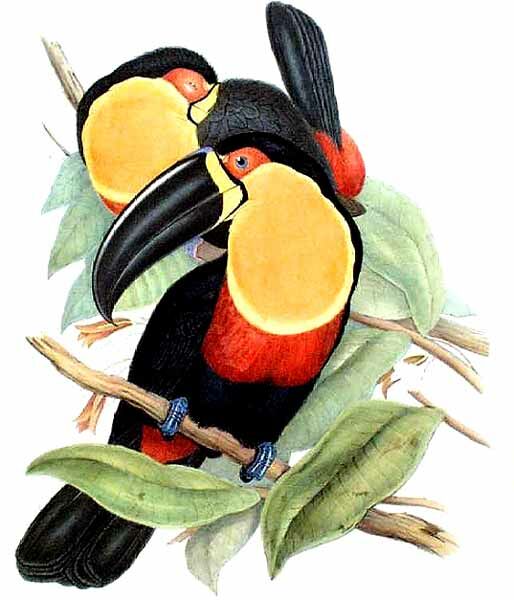 Channel-billed Toucan (ariel)