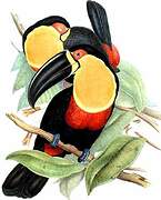 Channel-billed Toucan (ariel)