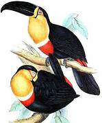 Channel-billed Toucan (ariel)