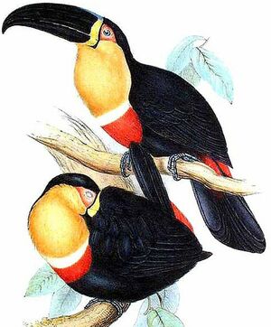 Toucan ariel