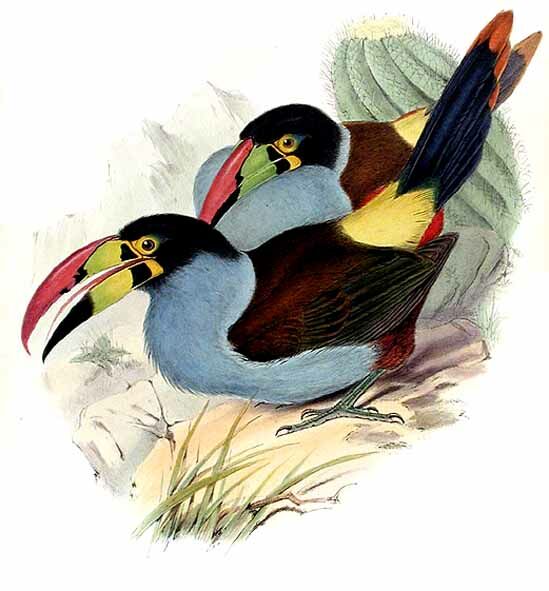 Grey-breasted Mountain Toucan
