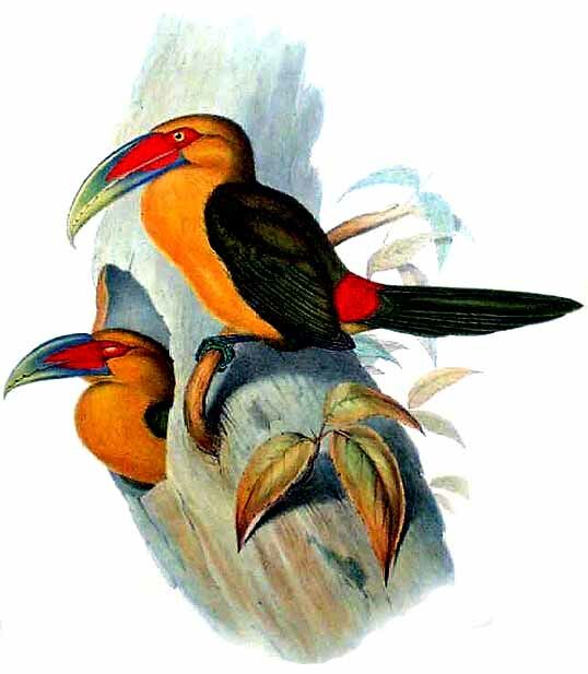 Saffron Toucanet