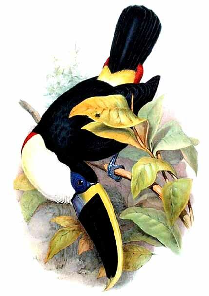 Toucan de Cuvier