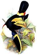 White-throated Toucan (cuvieri)