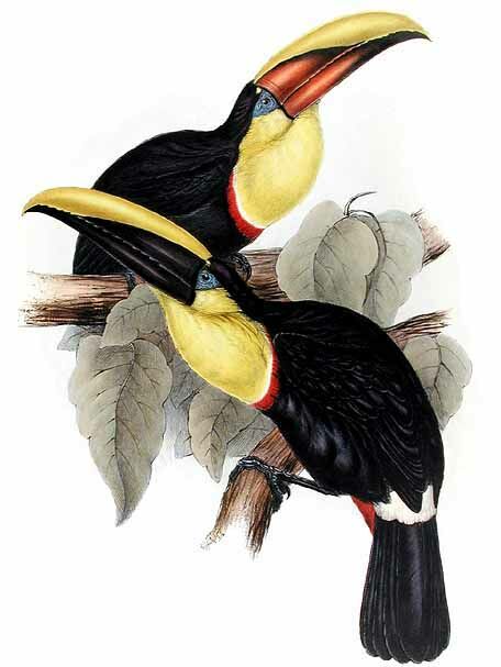 Yellow-throated Toucan (swainsonii)