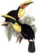 Yellow-throated Toucan (swainsonii)