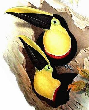 Toucan du Chocó