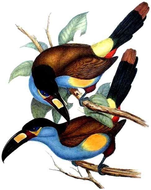 Plate-billed Mountain Toucan