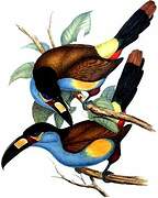 Toucan montagnard