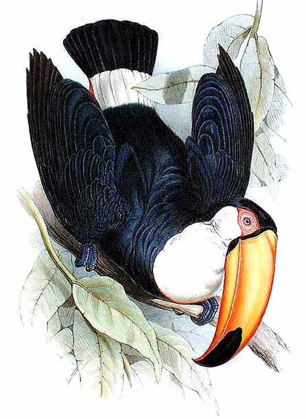 Toucan toco