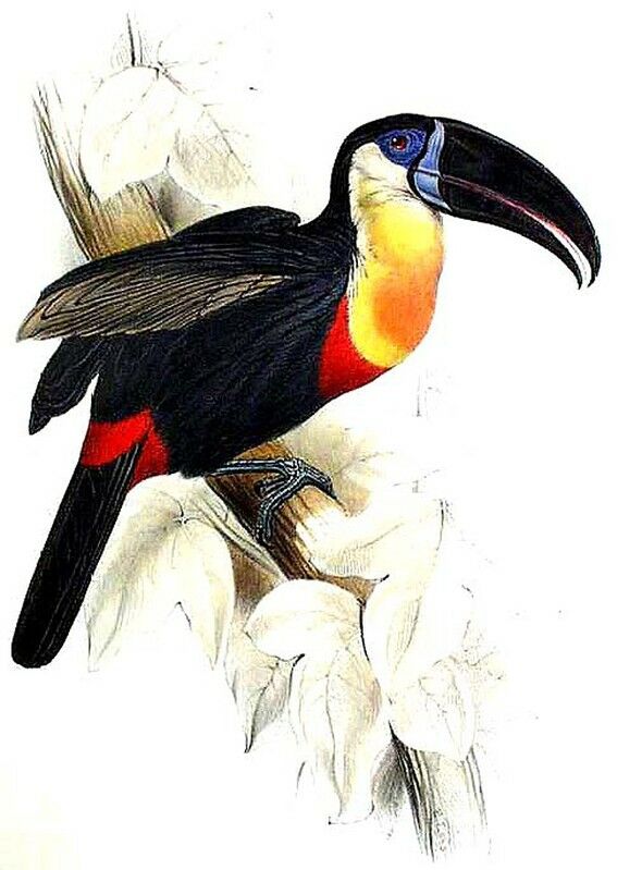 Channel-billed Toucan