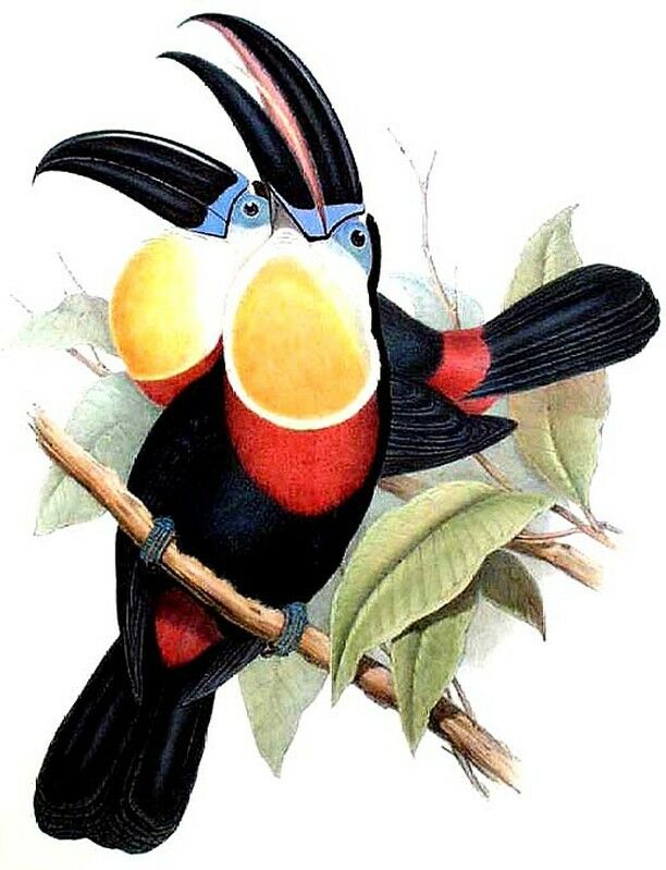 Channel-billed Toucan