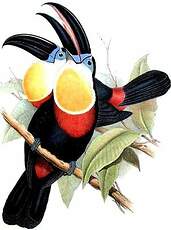 Toucan vitellin