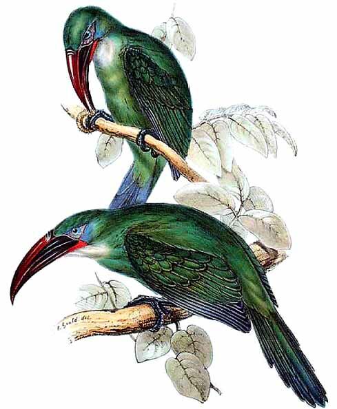 Groove-billed Toucanet