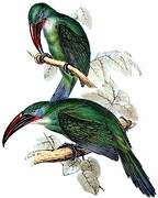 Groove-billed Toucanet