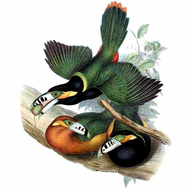 Toucanet à bec tacheté