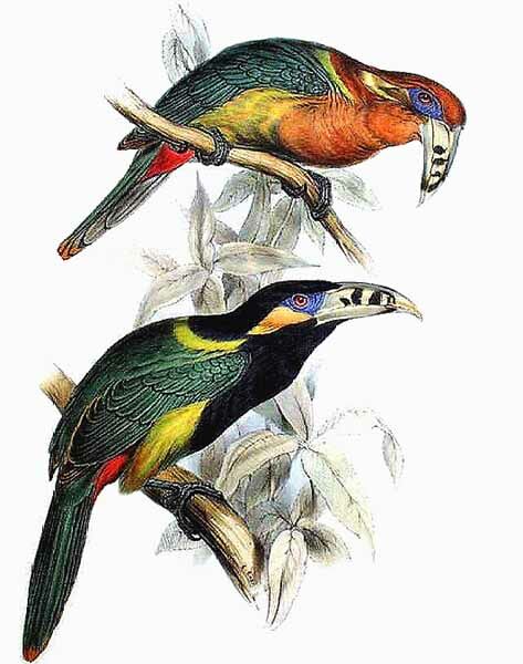 Spot-billed Toucanet