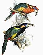 Spot-billed Toucanet