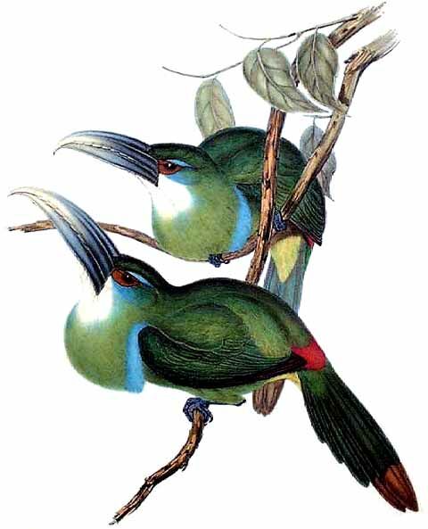 Blue-banded Toucanet