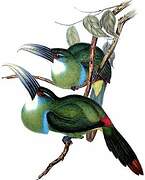 Blue-banded Toucanet