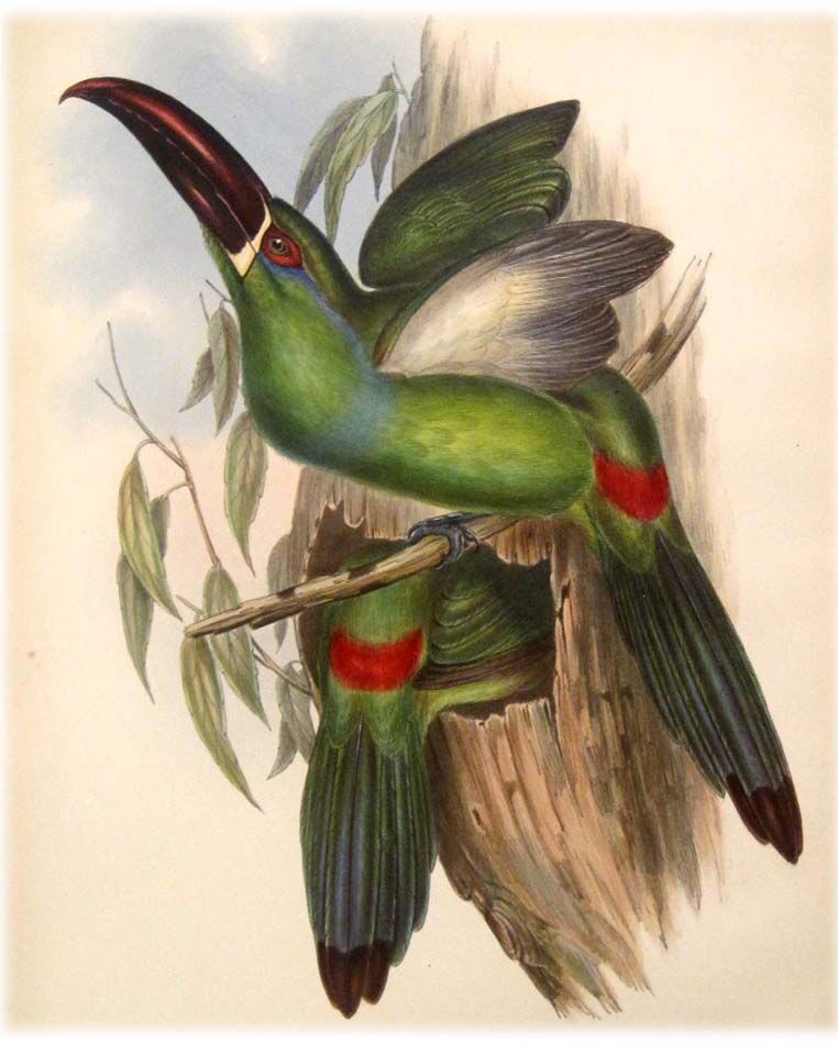 Toucanet à croupion rouge