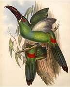 Crimson-rumped Toucanet