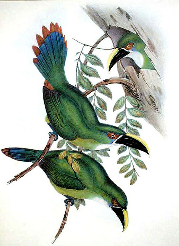 Toucanet à gorge blanche
