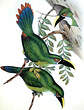 Toucanet à gorge blanche