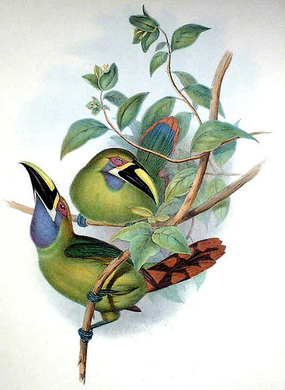 Blue-throated Toucanet