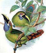 Blue-throated Toucanet