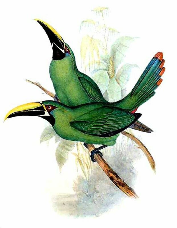 Toucanet à gorge noire