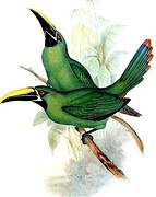 Black-throated Toucanet